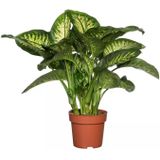 Kamerplant Dieffenbachia