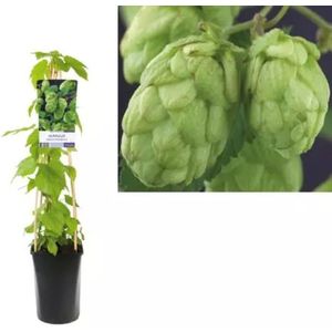 Klimplant Humulus Lupulus - Hop