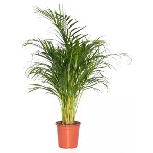 Kamerplant Dypsis Lutescens 'Areca palm'
