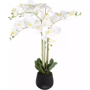 Phalaenopsis 5-tak h90cm wit