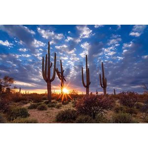 Alexsar Art schilderij Deco panel arizona desert 120x80cm