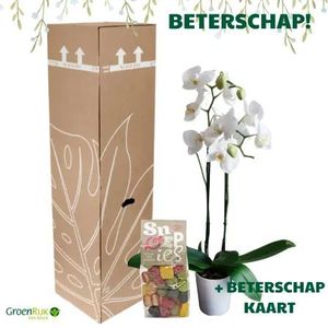 Cadeau Box Kamerplant Beterschap - Witte Orchidee