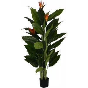 Strelitzia Reginea - 150cm