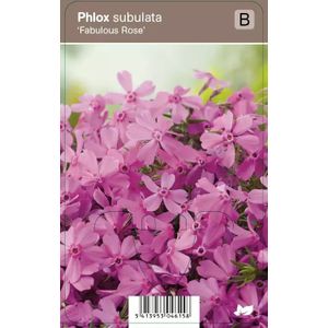 V.I.P.S. Phlox subulata ''Fabulous Rose'' - kruipphlox