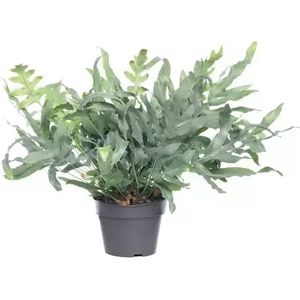 Kamerplant Phlebodium Aureum Blue Star 'Blauw varen'