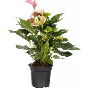 Kamerplant Anthurium Red  'Flamingo plant'