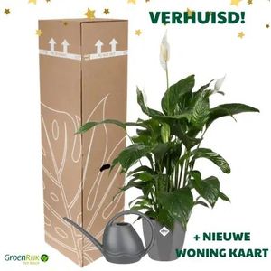 Cadeau Box Kamerplant Verhuisd - Lepelplant