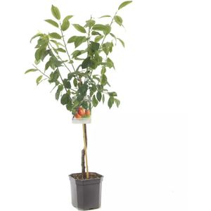 Pruimenboom Prunus domestica Victoria - Oranje pruim