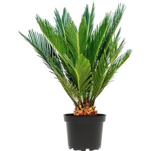 Cycas S