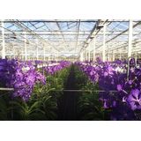 Vanda paars in champagne vaas