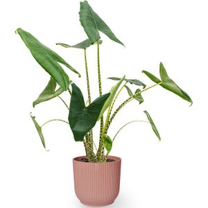 Alocasia Zebrina in Vibes Fold Pot