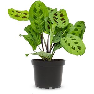 Maranta leuconeura Kerchoveana