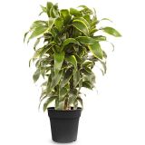 Dracaena Dorado M