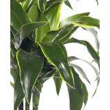 Dracaena Dorado M