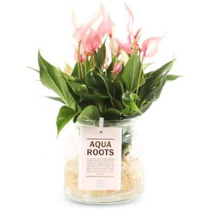Aqua Roots Lilli Anthurium