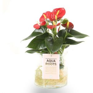 Aqua Roots Red Anthurium