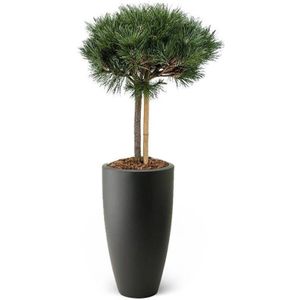 Pinus nigra In Pure Soft