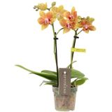 Phalaenopsis Optifriend Indy