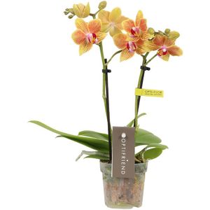 Phalaenopsis Optifriend Indy