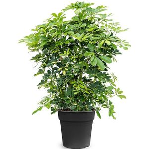 Schefflera Bush Bont L