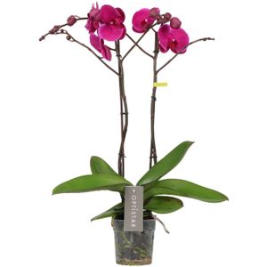 Orchidee Optistar Joyride