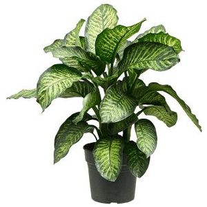 Dieffenbachia Maroba