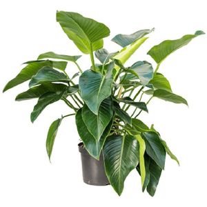 Philodendron Green Beauty XL