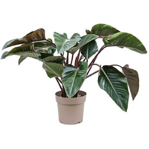 Philodendron Red Beauty L