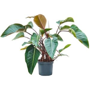 Philodendron Red Beauty XL