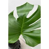 Monstera Gatenplant mosstok XL