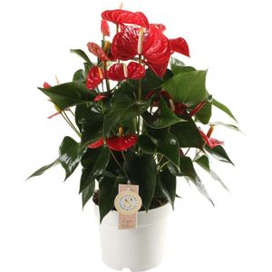 Anthurium Royal Red L