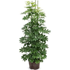 Hydroplant Schefflera arboricola