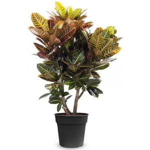 Croton Wonderstruik Petra XL