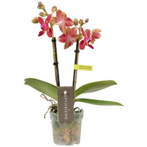 Phalaenopsis Optifriend Kyra