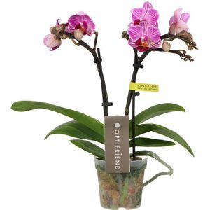 Phalaenopsis Optifriend Lotte