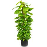 Epipremnum Scindapsus L