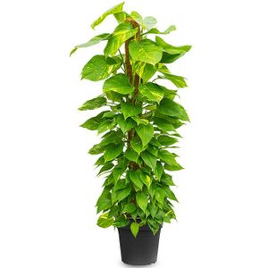 Epipremnum Scindapsus L