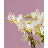 Orchidee Bellissimo Bella Umbrie White