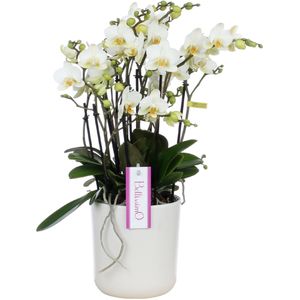 Orchidee Bellissimo Bella Umbrie White