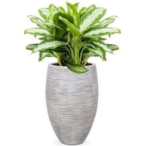 Aglaonema Silver In Vaas Elegant