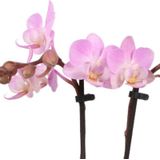 Phalaenopsis Optifriend Lieke Lazio wit