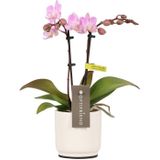 Phalaenopsis Optifriend Lieke Lazio wit