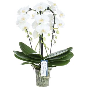 Orchidee Fontano Bellagio
