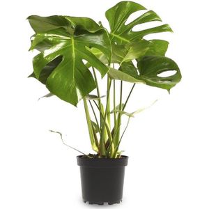 Monstera Gatenplant Bush S