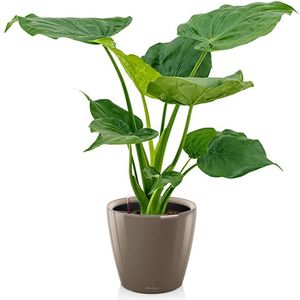 Alocasia Cucullata in Zelfwatergevende Classico