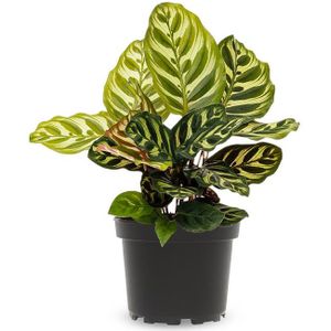 Calathea Makoyana