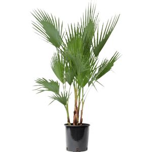 Washingtonia L