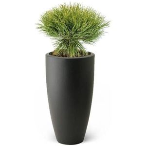 Pinus Bregon Naaldboom In Pure Soft
