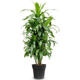 Dracaena Janet Craig XXL