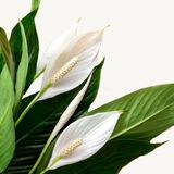 Spathiphyllum Lepelplant S